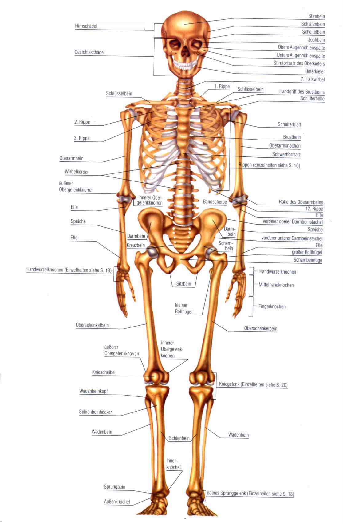 Skelett, Knochen